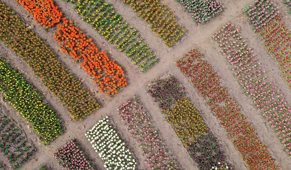 Мільйон тюльпанів розцвіли в Добропарку під Києвом: відео з висоти польоту