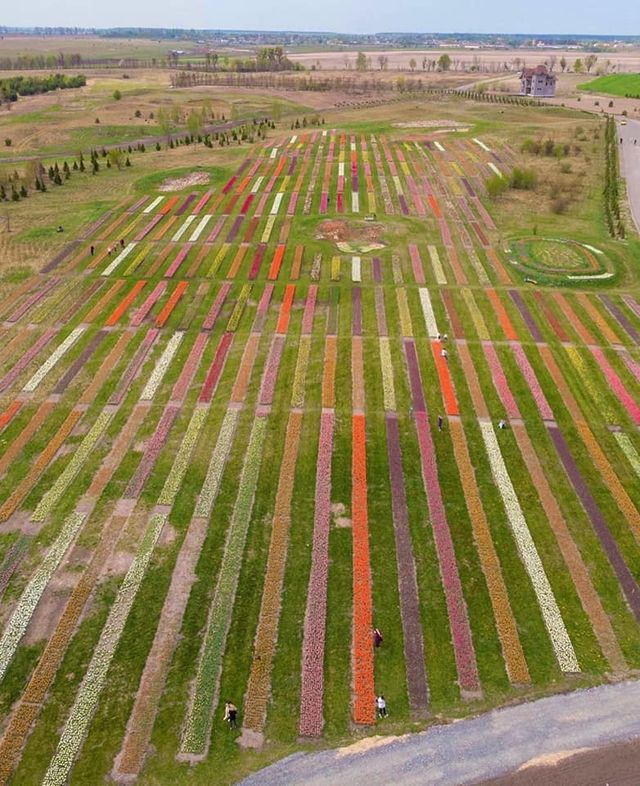 Мільйон тюльпанів розцвіли в Добропарку під Києвом: відео з висоти польоту - фото 401731