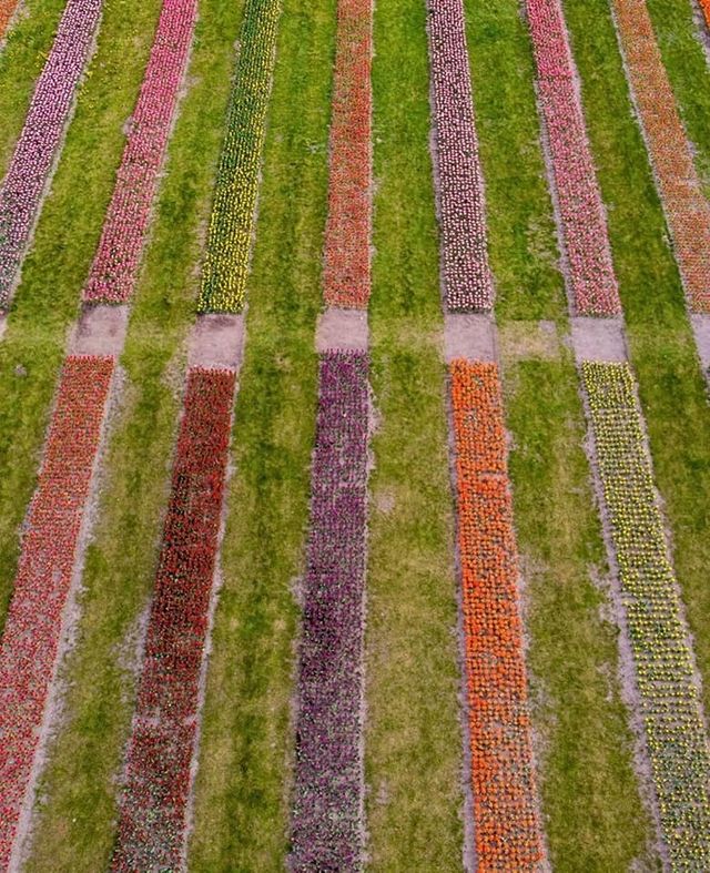 Мільйон тюльпанів розцвіли в Добропарку під Києвом: відео з висоти польоту - фото 401733