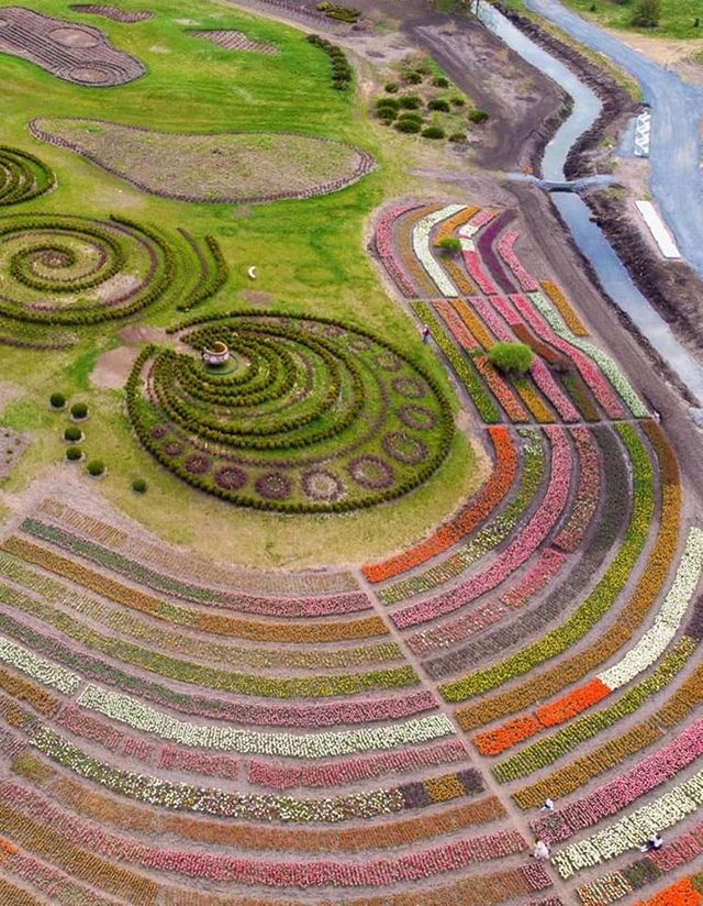 Мільйон тюльпанів розцвіли в Добропарку під Києвом: відео з висоти польоту - фото 401734