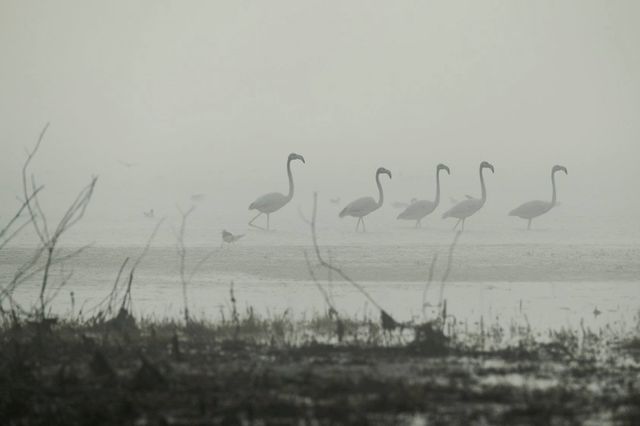 На Миколаївщині вперше з'явилися рожеві фламінго: фотофакт - фото 401748