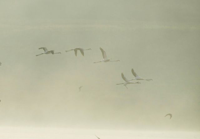 На Миколаївщині вперше з'явилися рожеві фламінго: фотофакт - фото 401749