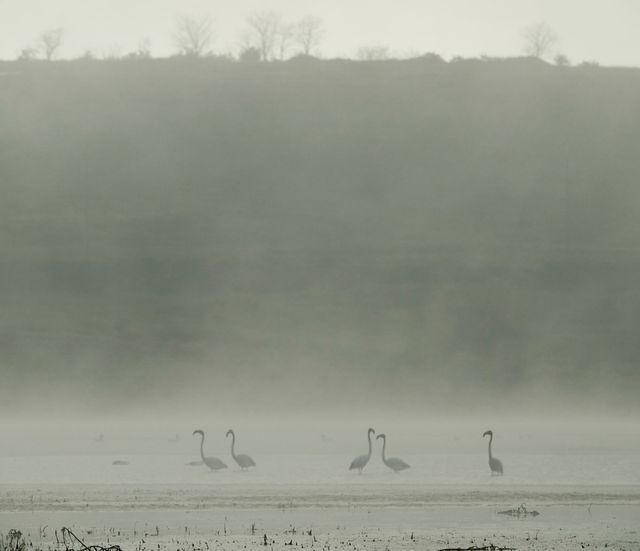 На Миколаївщині вперше з'явилися рожеві фламінго: фотофакт - фото 401752