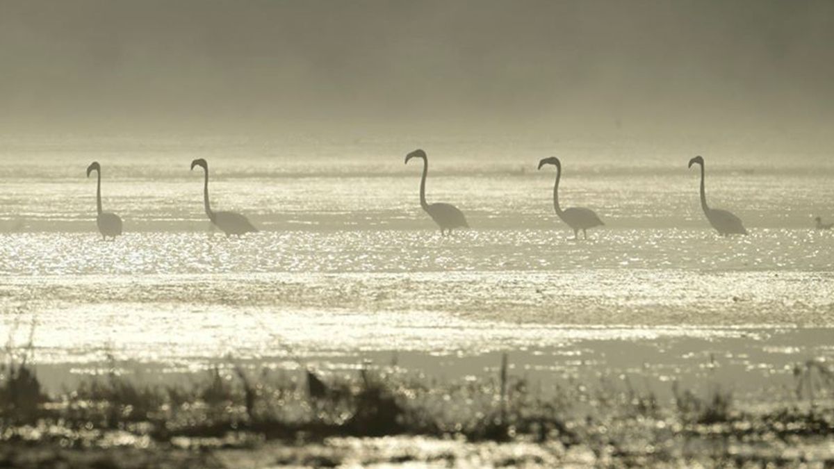 На Миколаївщині вперше з'явилися рожеві фламінго: фотофакт