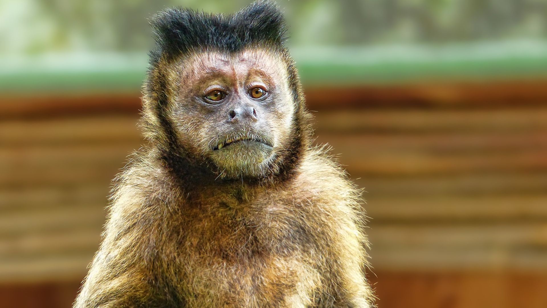 Мавпа на велосипеді намагалась вкрасти дитину: епічне відео