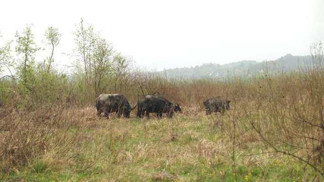У Долину нарцисів завезли карпатських буйволів: фото - фото 401905
