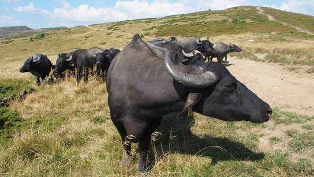 У Долину нарцисів завезли карпатських буйволів: фото - фото 401906