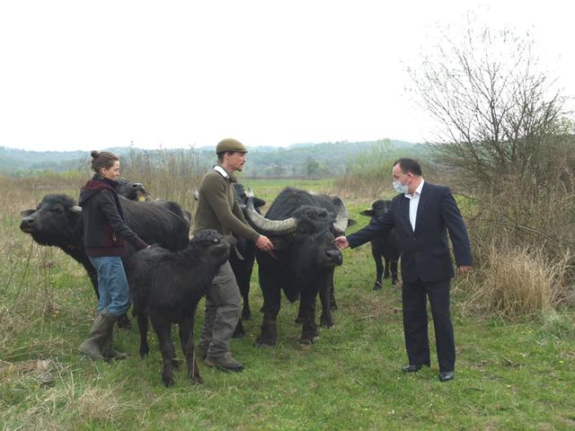 У Долину нарцисів завезли карпатських буйволів: фото - фото 401907