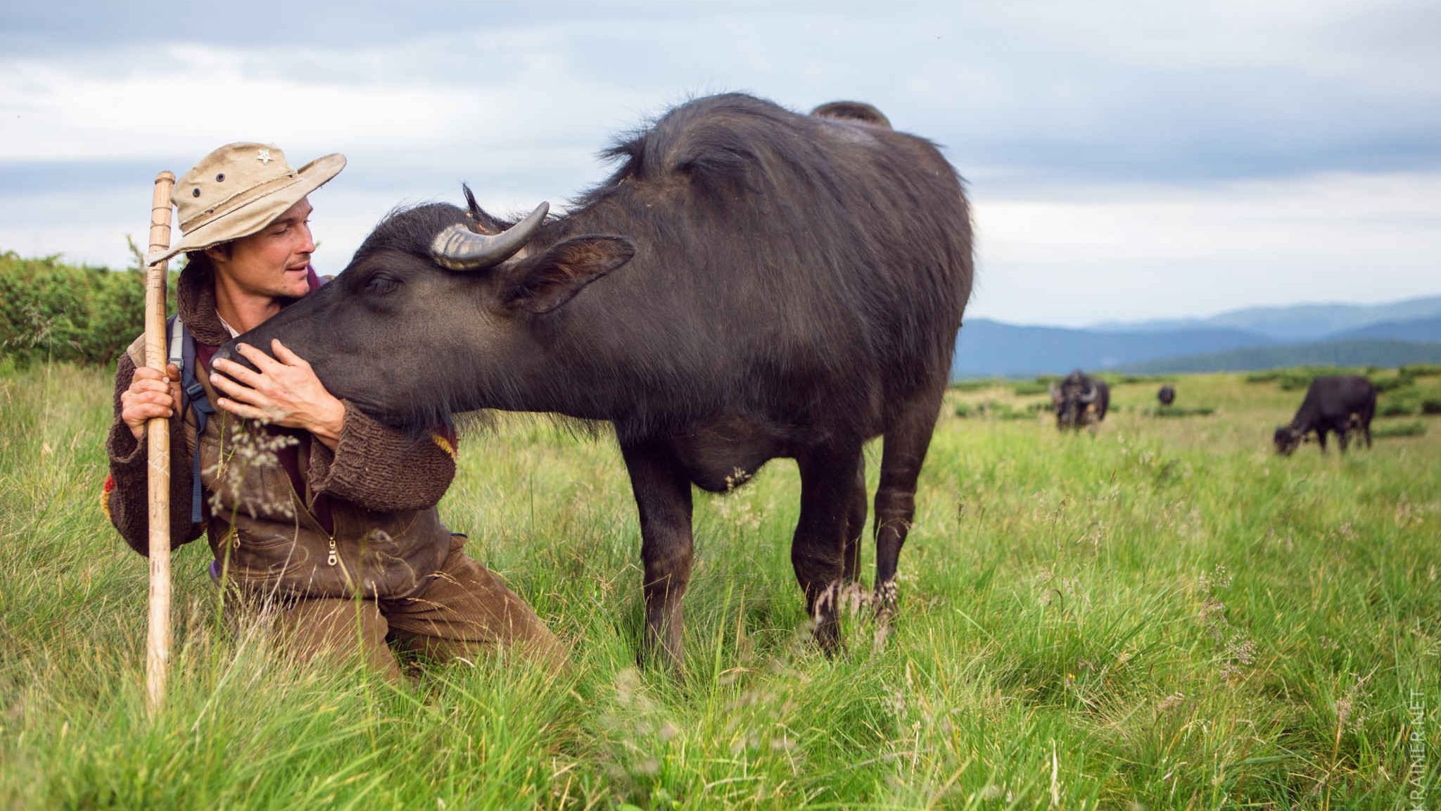 Буйволи - фото 1