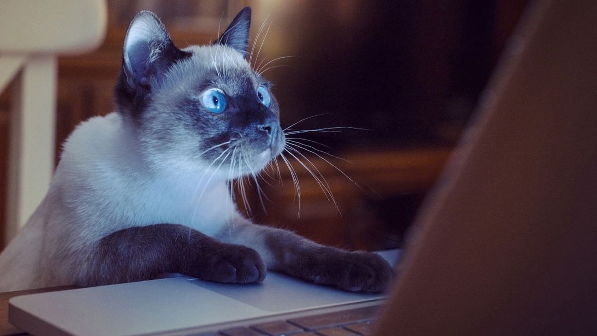 Чому не можна сидіти за комп'ютером перед сном