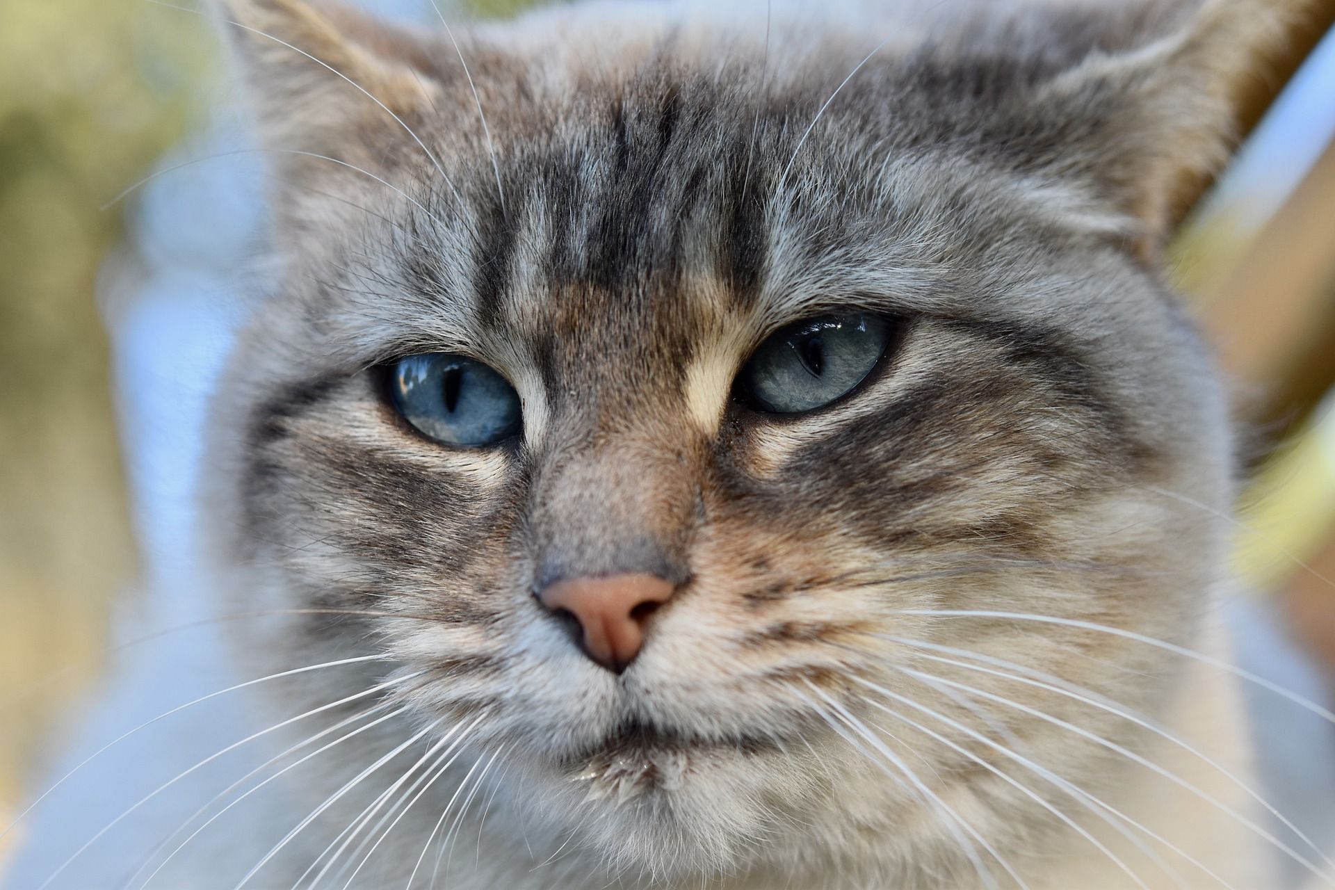 Кіт захопив акваріум для рибок: епічне відео