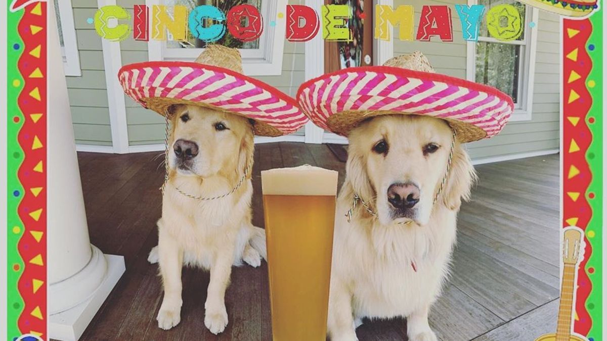 У Нью-Йорку доставляють пиво золотисті ретривери: відео