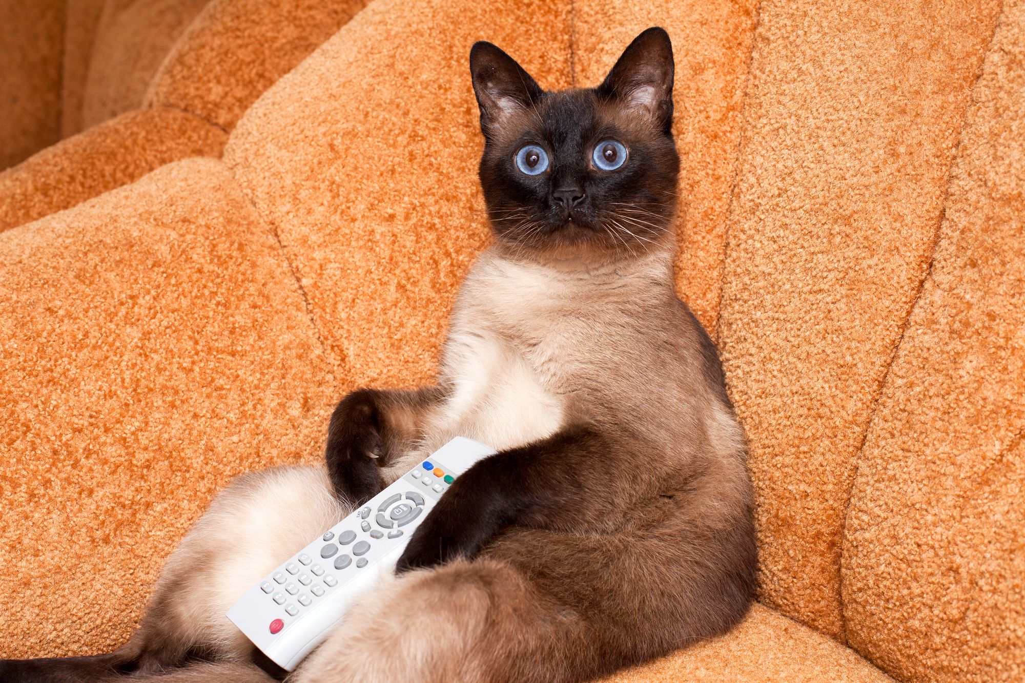 У США пройде перший котячий кінофестиваль