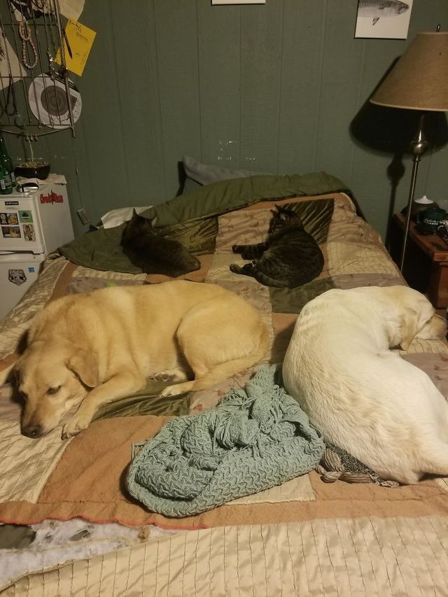 Забудь про ліжко: домашні улюбленці, які захопили спальню (кумедні фото) - фото 403156