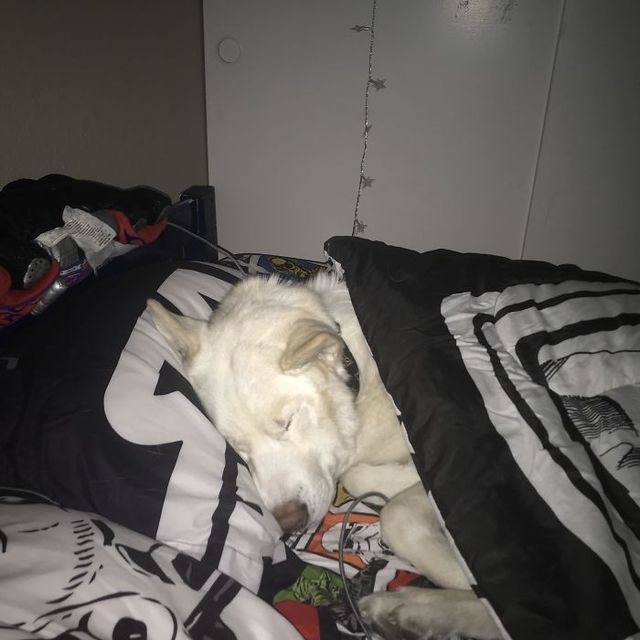 Забудь про ліжко: домашні улюбленці, які захопили спальню (кумедні фото) - фото 403159