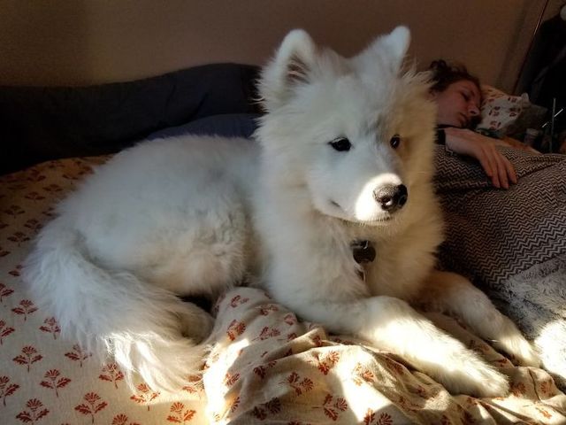 Забудь про ліжко: домашні улюбленці, які захопили спальню (кумедні фото) - фото 403164