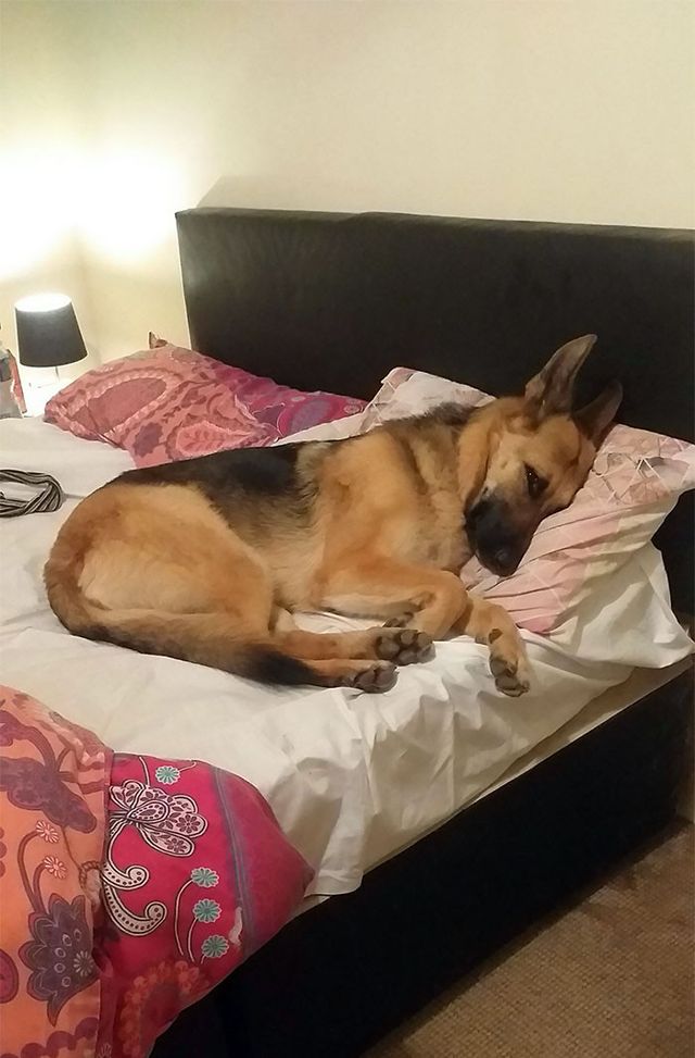 Забудь про ліжко: домашні улюбленці, які захопили спальню (кумедні фото) - фото 403169