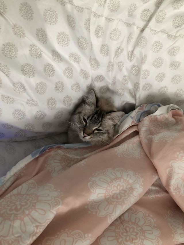 Забудь про ліжко: домашні улюбленці, які захопили спальню (кумедні фото) - фото 403170