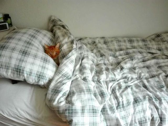 Забудь про ліжко: домашні улюбленці, які захопили спальню (кумедні фото) - фото 403171