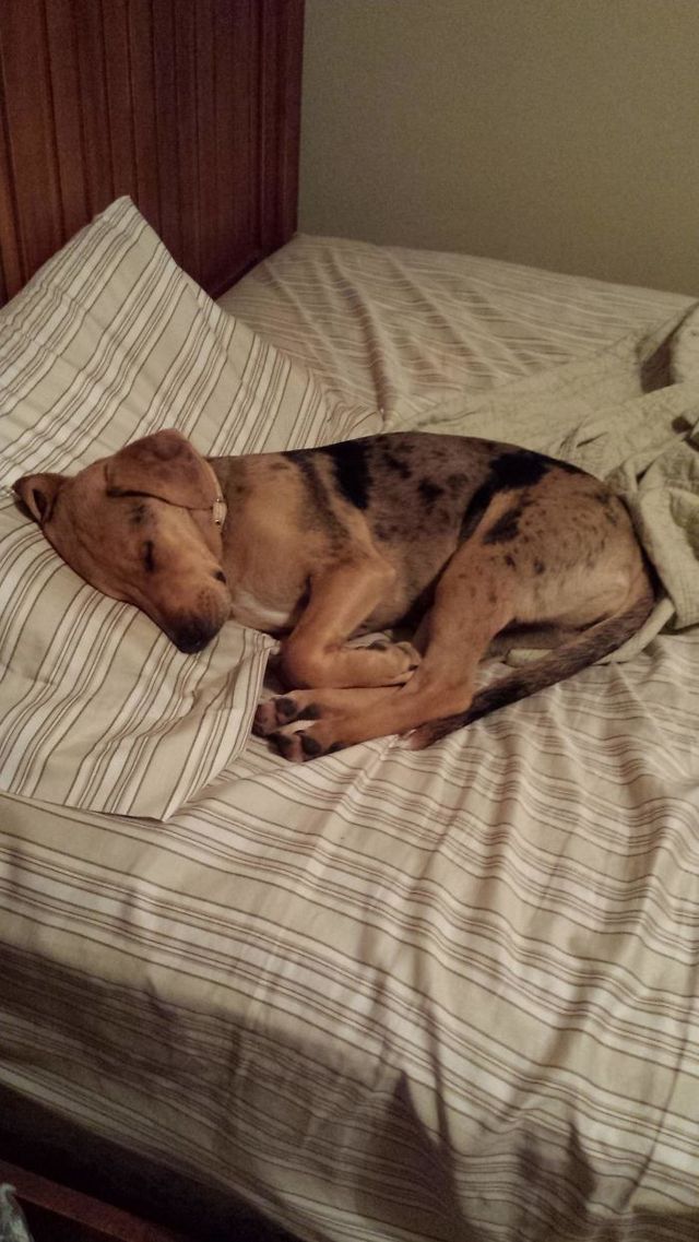 Забудь про ліжко: домашні улюбленці, які захопили спальню (кумедні фото) - фото 403172