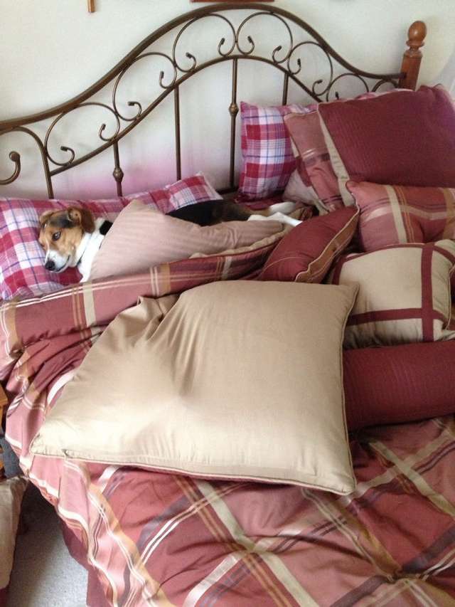 Забудь про ліжко: домашні улюбленці, які захопили спальню (кумедні фото) - фото 403177