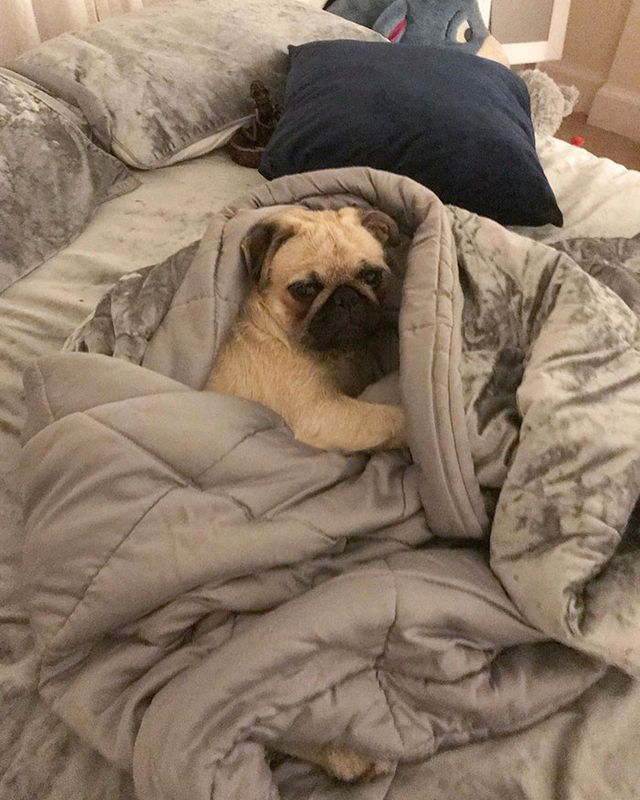 Забудь про ліжко: домашні улюбленці, які захопили спальню (кумедні фото) - фото 403178