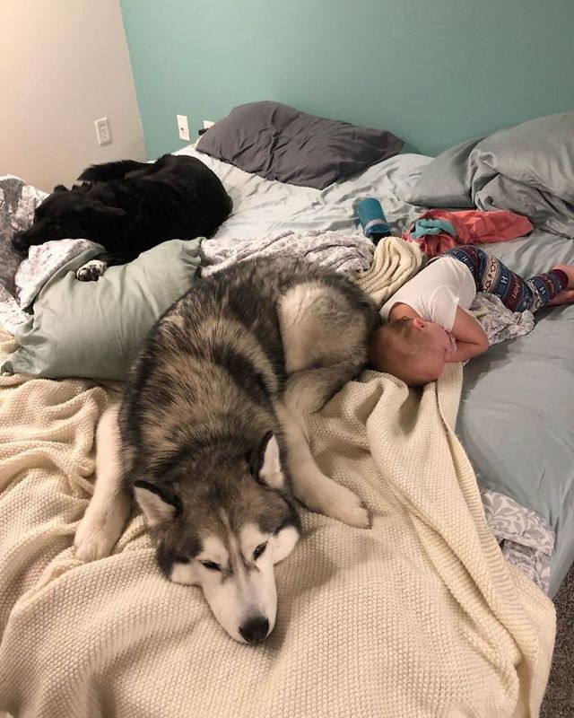 Забудь про ліжко: домашні улюбленці, які захопили спальню (кумедні фото) - фото 403179