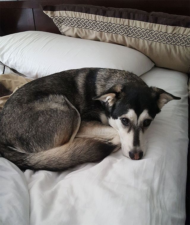 Забудь про ліжко: домашні улюбленці, які захопили спальню (кумедні фото) - фото 403182