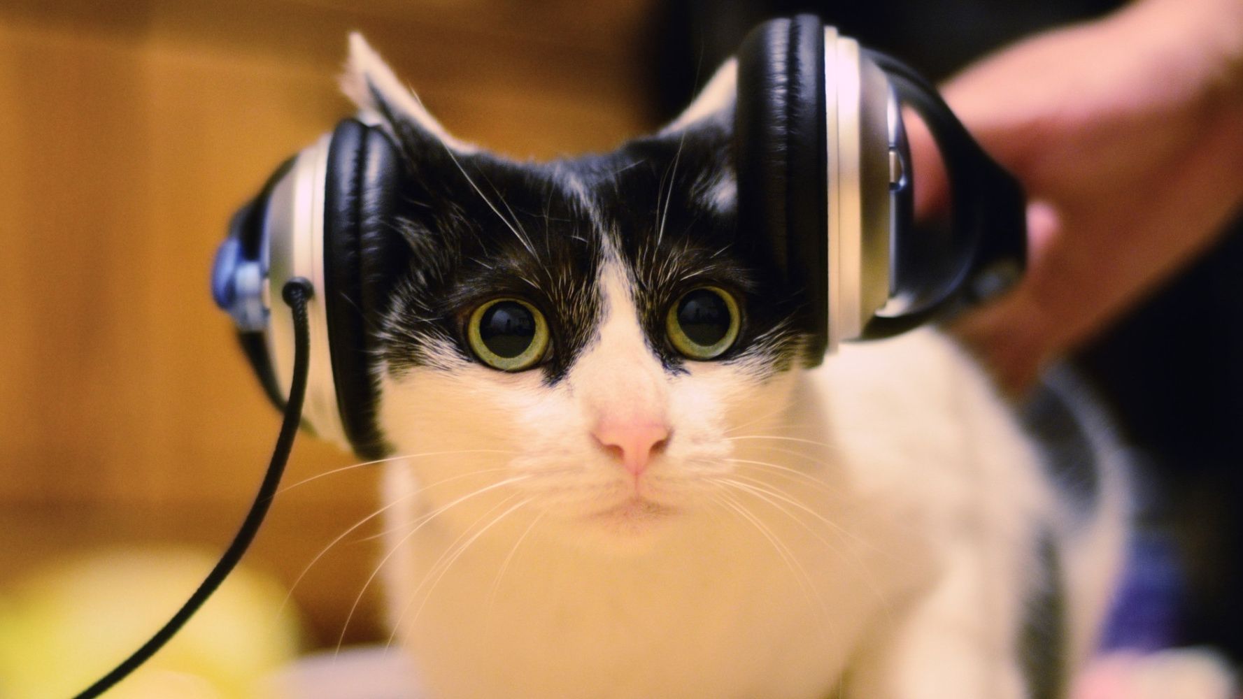 Для кішок написали спеціальну заспокійливу музику - фото 1