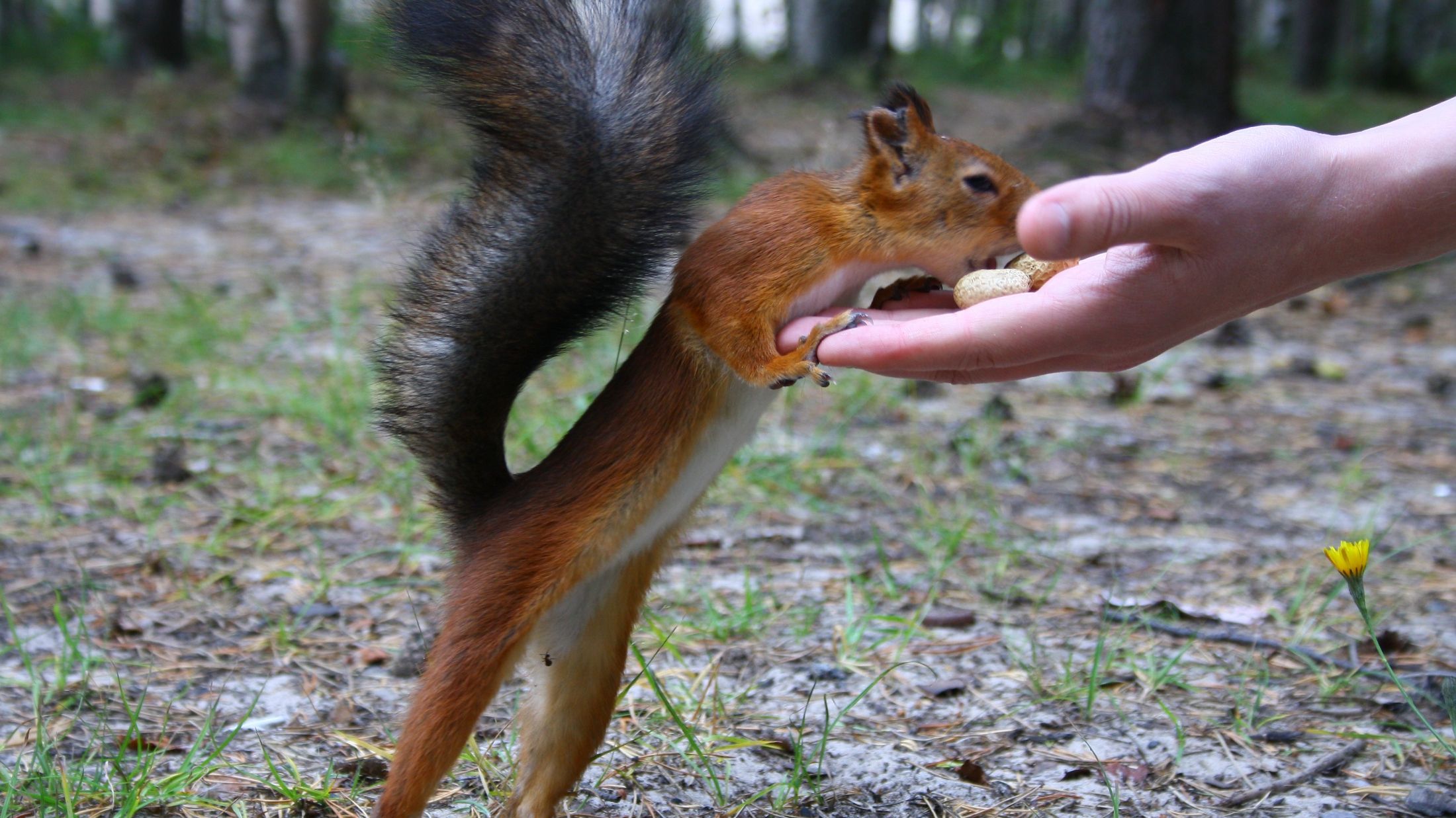 Американка побудувала крихітні меблі для диких білок: тепер вони їдять за столом і читають