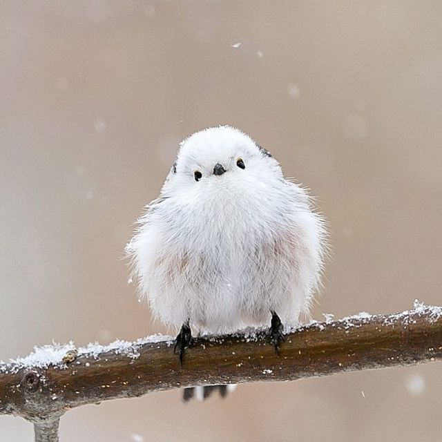 На японському острові живуть пташки, які схожі на грудочки з чистої бавовни - фото 403215