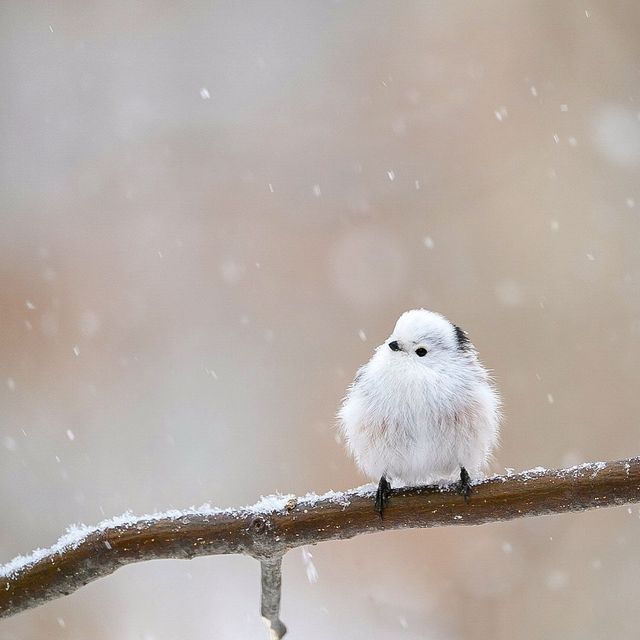 На японському острові живуть пташки, які схожі на грудочки з чистої бавовни - фото 403216