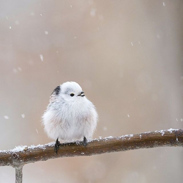 На японському острові живуть пташки, які схожі на грудочки з чистої бавовни - фото 403218