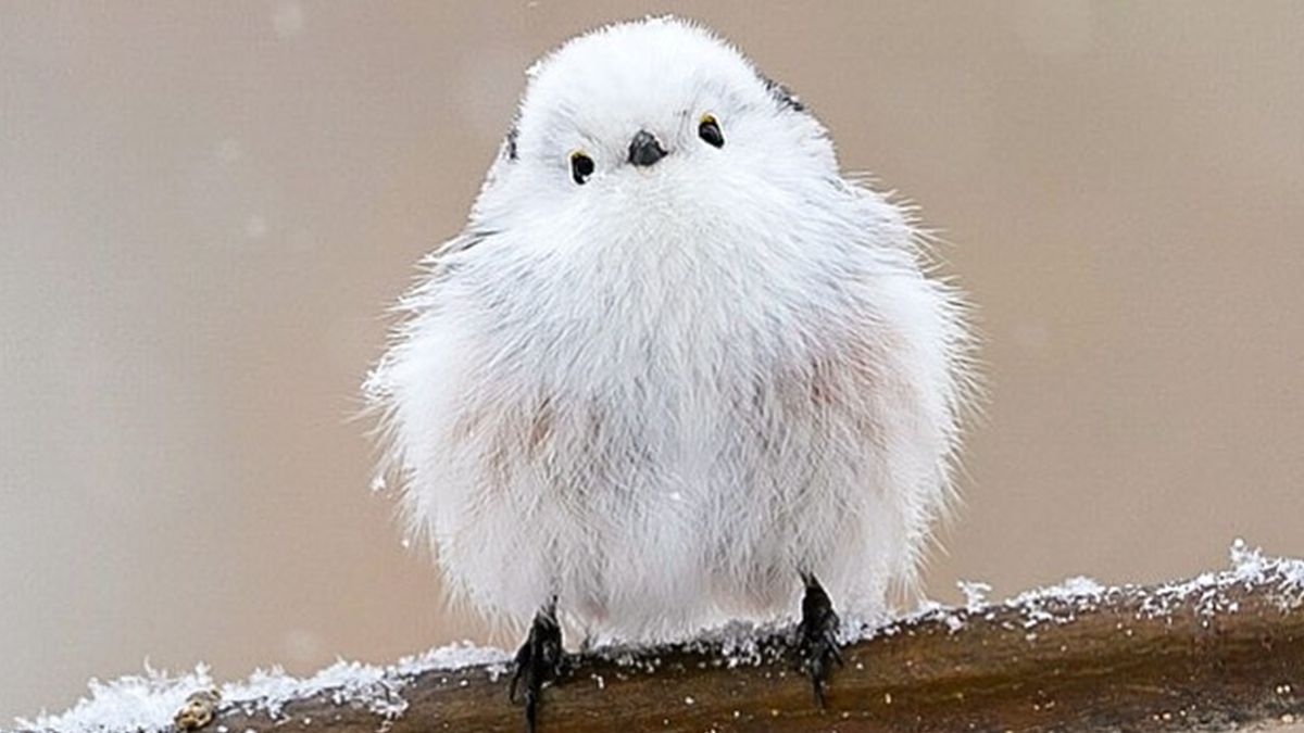На японському острові живуть пташки, які схожі на грудочки з чистої бавовни - фото 1