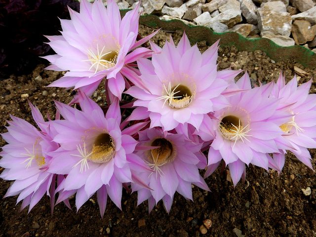 12 травня 2020 – яке сьогодні свято: традиції, заборони і прикмети - фото 403234