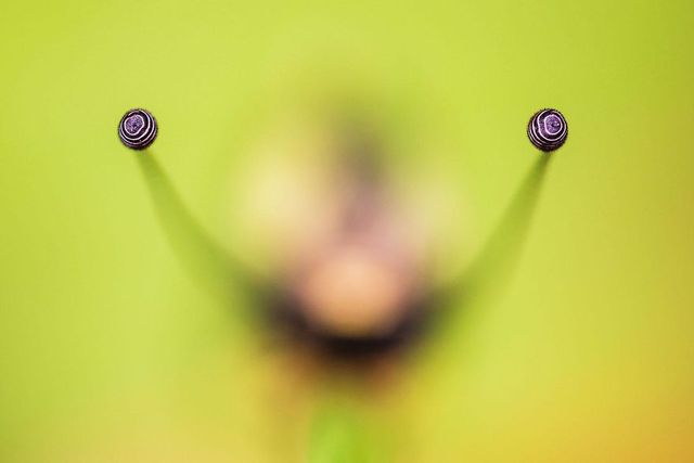 Найкращі фотографії дикої природи 2020 року - фото 403265