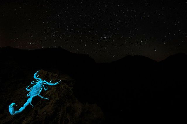 Найкращі фотографії дикої природи 2020 року - фото 403268