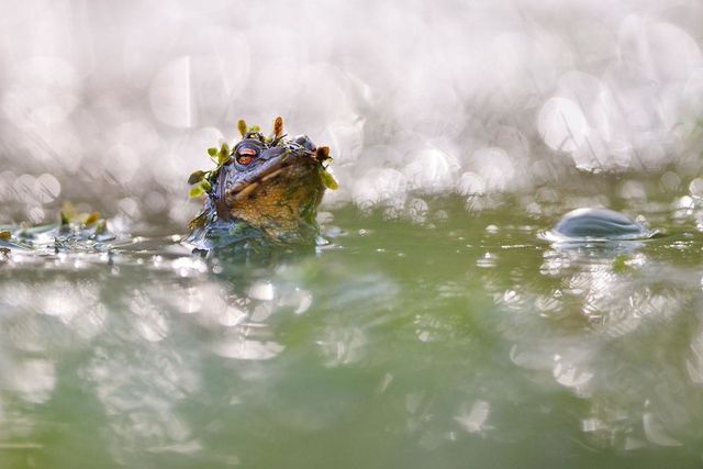 Найкращі фотографії дикої природи 2020 року - фото 403269