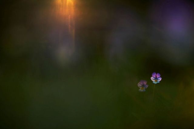 Найкращі фотографії дикої природи 2020 року - фото 403270