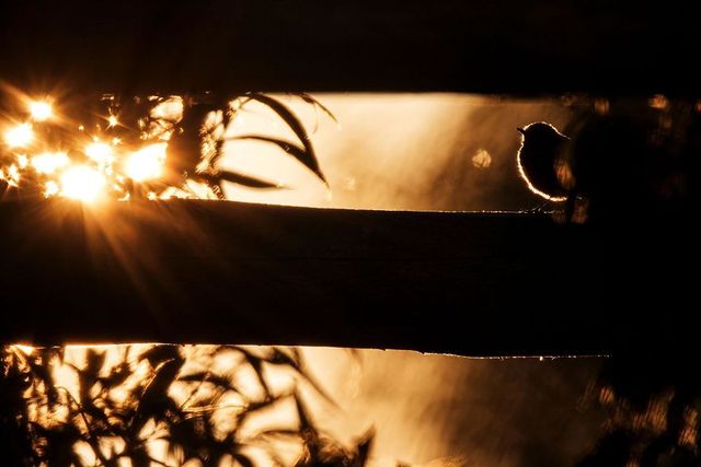 Найкращі фотографії дикої природи 2020 року - фото 403273