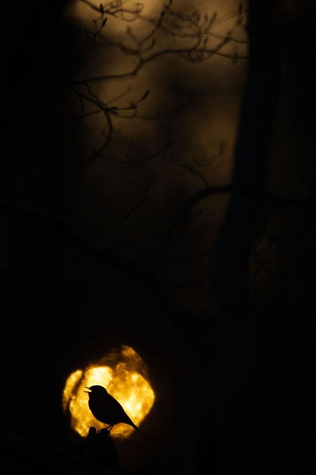 Найкращі фотографії дикої природи 2020 року - фото 403274