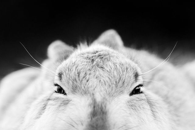 Найкращі фотографії дикої природи 2020 року - фото 403278