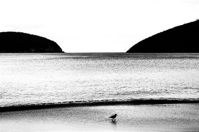 Найкращі фотографії дикої природи 2020 року - фото 403282