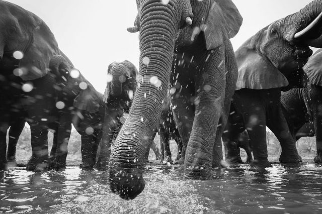 Найкращі фотографії дикої природи 2020 року - фото 403286