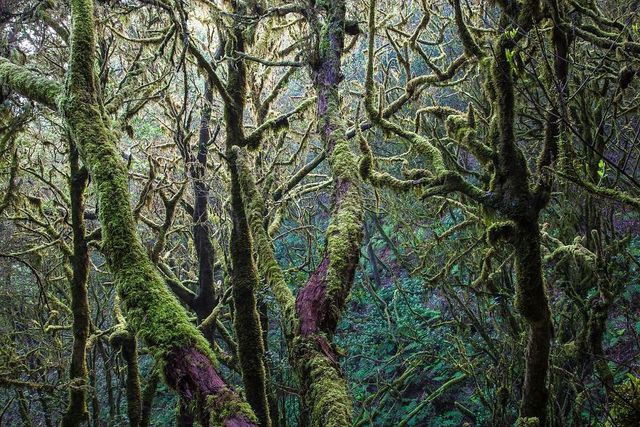 Найкращі фотографії дикої природи 2020 року - фото 403288