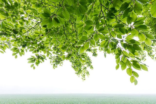 Найкращі фотографії дикої природи 2020 року - фото 403291