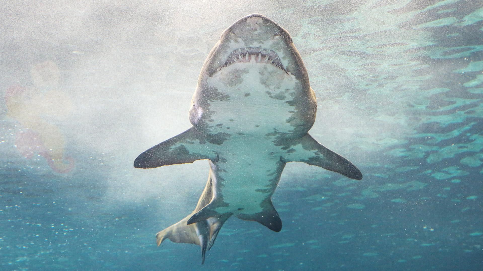 В Австралії акула напала на французького серфера: відео не для слабкодухих