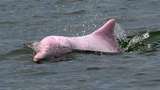 У Таїланді бачили рожевих дельфінів: відеофакт