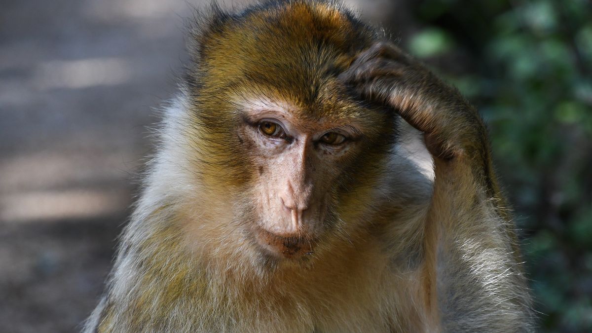 В Індії мавпа зламала банкомат: курйозне відео - фото 1