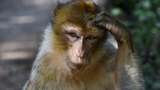 В Індії мавпа зламала банкомат: курйозне відео